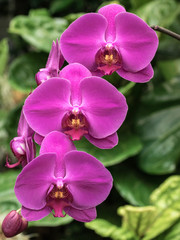 Fototapeta na wymiar Purple Orchid Group