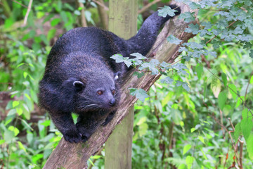 Bearcat / Binturong walking on a branch facing the camera