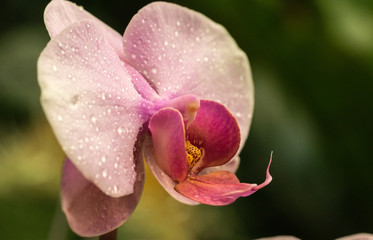 Fototapeta na wymiar Orchid with Dew Drops