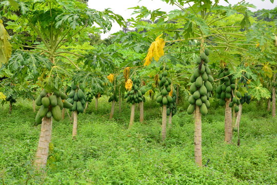 papaya fruit on the tree in Papaya plantations