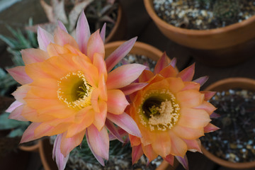 Echinopsis Cactus Flowers