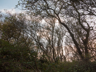 beautiful bare branches in sunset light autumn country
