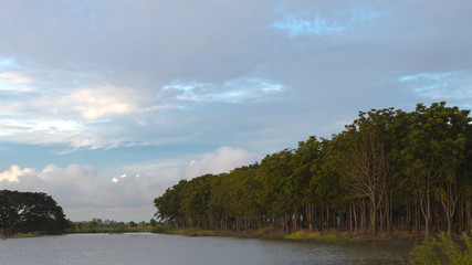 Forest trees flowing on the lake.