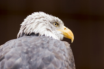 Obraz premium Portrait of a bald eagle (lat. haliaeetus leucocephalus)