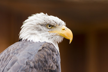 Portrait of a bald eagle (lat. haliaeetus leucocephalus)