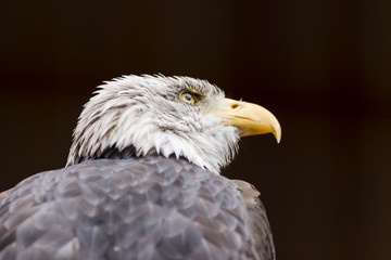 Obraz premium Portrait of a bald eagle (lat. haliaeetus leucocephalus)
