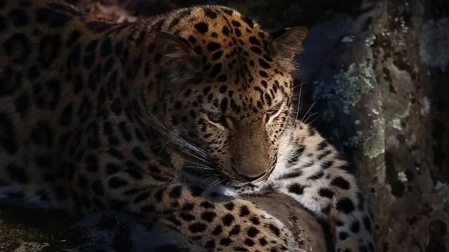 Far Eastern leopard in the autumn forest, Primorsky Krai