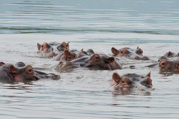 Fototapeta premium Hippos in Water