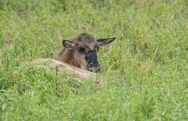 Baby Wildebeest