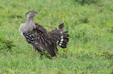 Large bird