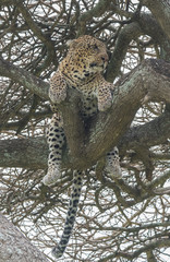 Obraz premium Leopard in Tree