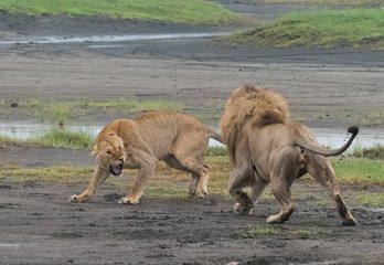 African Lions Fighting