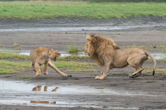 African Lions Fighting