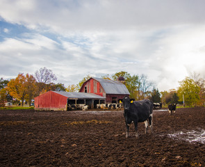 Old Red Barn with Cows  © Deke