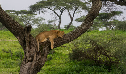 African Lion in Tree