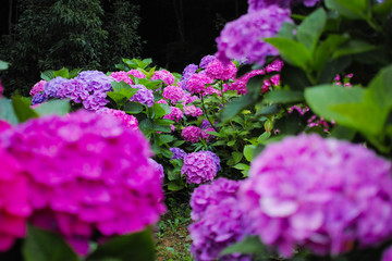 Fototapeta premium 紫陽花
