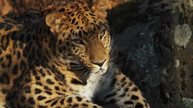 Close portrait of beautiful rare amur leopard