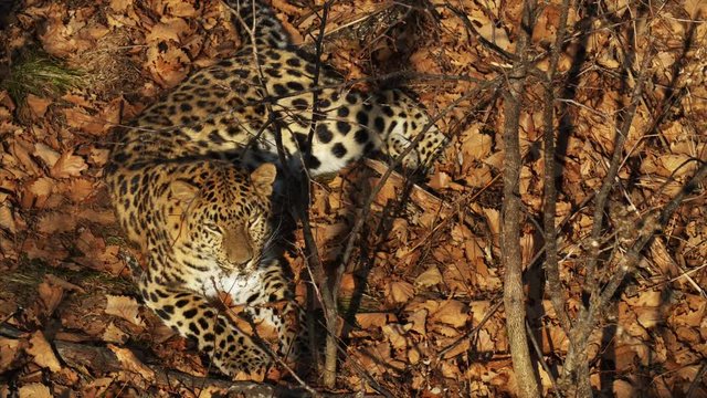 Amazing amur leopard is lying on dried leaves