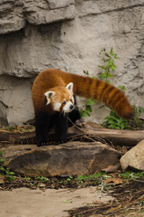 Red Panda