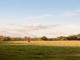 beautiful brown cow on green land pasture eating