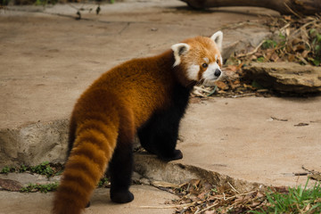 Red Panda