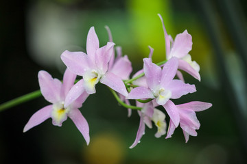 Obraz premium Purple Orchid Group