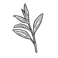 Tea branch with leaf. Vector vintage engraving