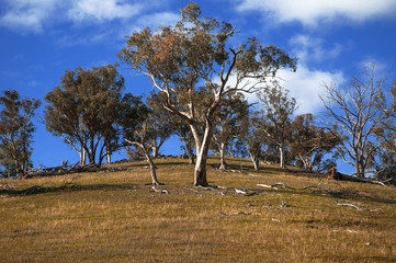 Australian Landscape