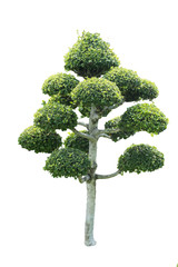 Siamese rough bush, Tooth brush tree, Streblus asper isolated on white background with clipping path