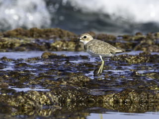 Greater Sand Plover Foraging on the Sea Shore