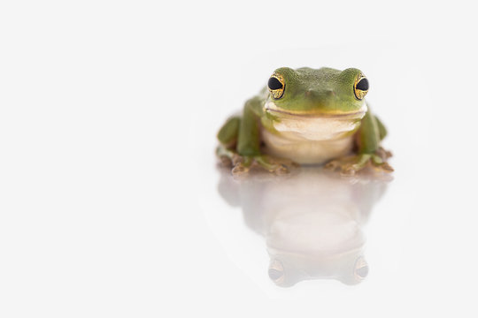Frogger