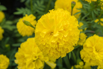  beautiful marigold flowers