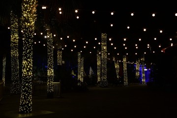 Palm trees wrapped with white lights and white lights hanging from top creating horizontal and vertical patterns shot at nighttime in a park