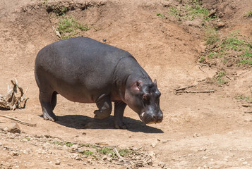 Hippo on Land