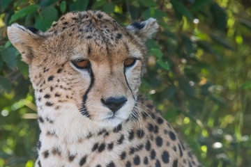 Cheetah