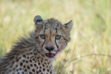 Cheetah