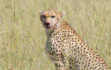 Cheetah