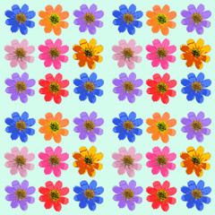 Fototapeta na wymiar Cosmos, Kosmeya. Texture of flowers. Seamless pattern for continuous replicate. Floral background, photo collage for production of textile, cotton fabric. For use in wallpaper, covers