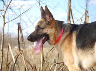 German Shepherd Portrait