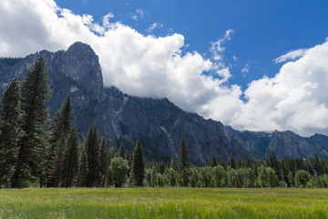 Meadow in Yosemite National Park, California, USA