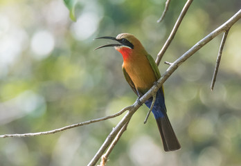 Obraz premium Bird on Branch