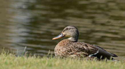Brown Duck on Bank
