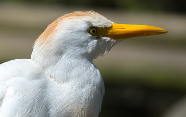 Bird Profile