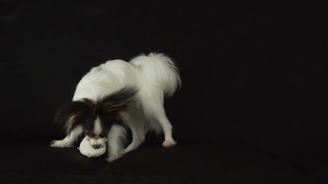 Beautiful young male dog Continental Toy Spaniel Papillon playing with plush toy on black background slow motion stock footage video