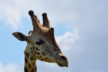 Giraffe portrait high in the sky