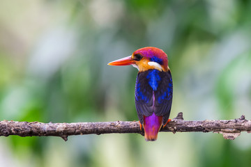 The Oriental Dwarf Kingfisher also known as the Black-backed Kingfisher or Three-toed Kingfisher (Ceyx erithaca) is a species of bird in the Alcedinidae family. it is found in Thailand