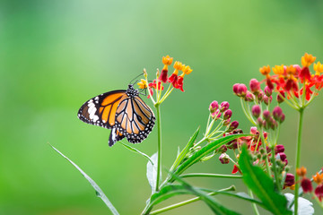 Orange butterfly on red flowers