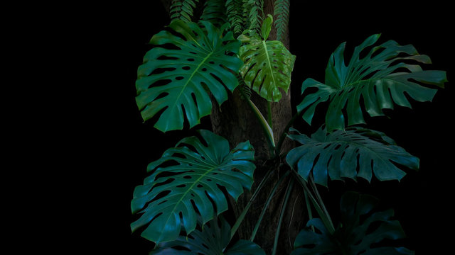 Green leaves of monstera or split-leaf philodendron (Monstera deliciosa) the tropical foliage plant growing in wild climbing on tree trunk on black background. Tropical rainforest, jungle background.