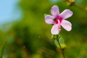 Ant and pink flower, Urena lobata