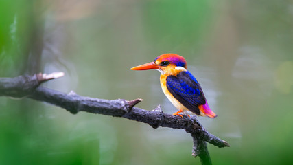 The Oriental Dwarf Kingfisher also known as the Black-backed Kingfisher or Three-toed Kingfisher (Ceyx erithaca) is a species of bird in the Alcedinidae family. it is found in Thailand